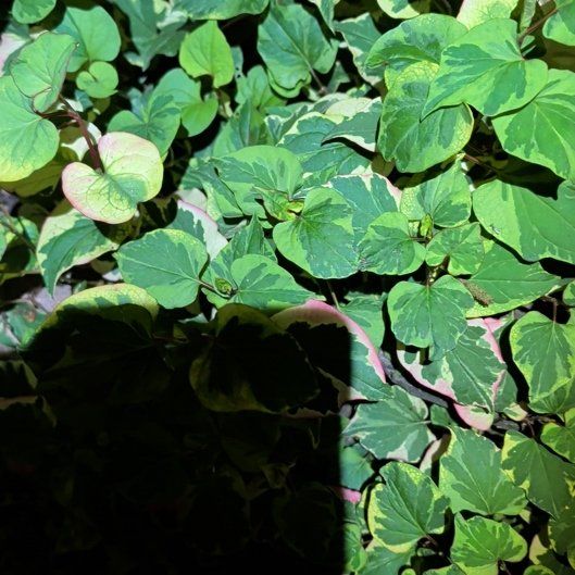 Photo of the plant species Heart Leaf by @ManlyKaraka89 named Leonardo on Greg, the plant care app