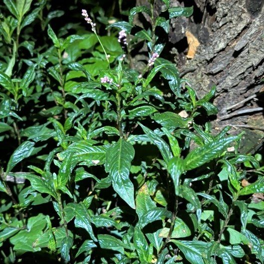 Photo of the plant species Persicaria Longiseta by @ManlyKaraka89 named Gobi on Greg, the plant care app