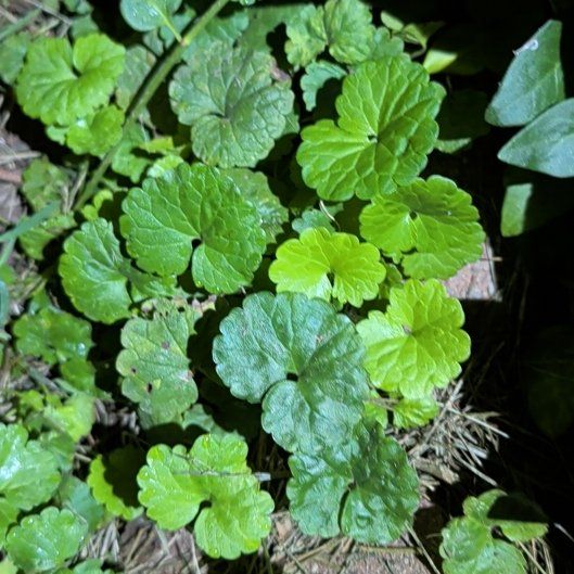 Photo of the plant species Glechoma Hederacea by @ManlyKaraka89 named Rosa on Greg, the plant care app