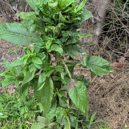 Photo of the plant species American Burnweed by @ManlyKaraka89 named Khaleesi on Greg, the plant care app