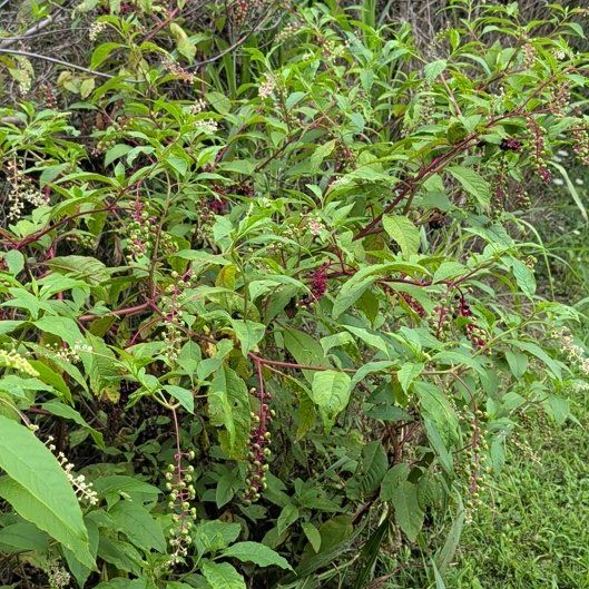 Photo of the plant species American Pokeweed by @ManlyKaraka89 named Sonora on Greg, the plant care app