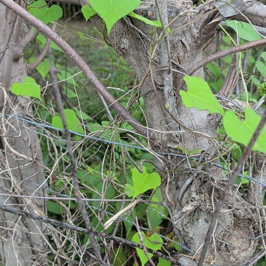 Photo of the plant species White Morning-Glory by @ManlyKaraka89 named Navajo on Greg, the plant care app