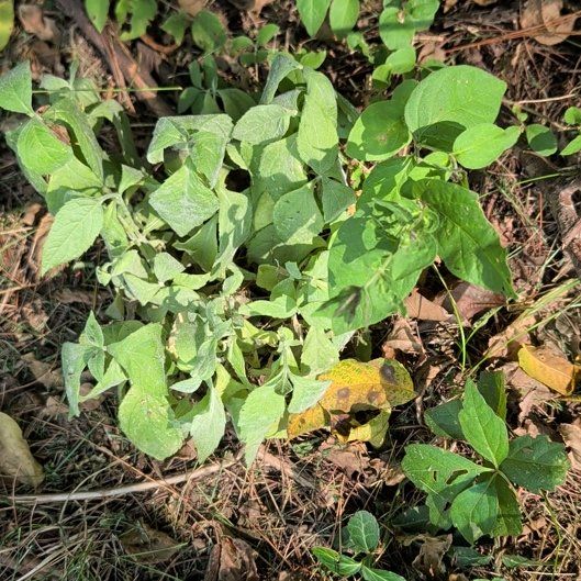 Photo of the plant species Black Bindweed by @ManlyKaraka89 named Fernie Mercury on Greg, the plant care app