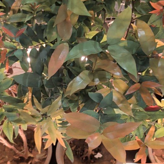 Photo of the plant species Surinam Cherry by @RegalStingray82 named Beckham on Greg, the plant care app