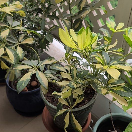 Photo of the plant species Variegated Dwarf Umbrella Tree by @RegalStingray82 named Muhammad Ali on Greg, the plant care app