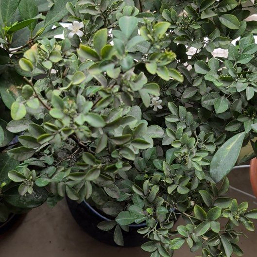 Photo of the plant species Mock Orange by @RegalStingray82 named Figyonce on Greg, the plant care app