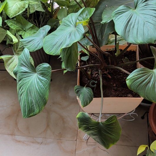 Photo of the plant species Homalomena Maggy by @RegalStingray82 named Remington on Greg, the plant care app