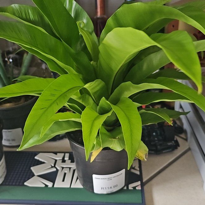 Photo of the plant species Japanese Bird's Nest Fern by @MotherMakole59 named Stella on Greg, the plant care app