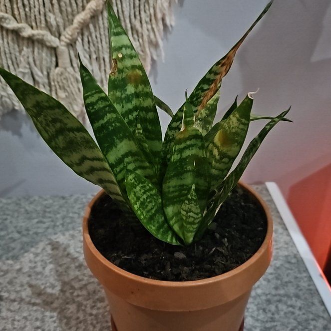 Photo of the plant species mother in law tongue by @MotherMakole59 named Peter Parker on Greg, the plant care app