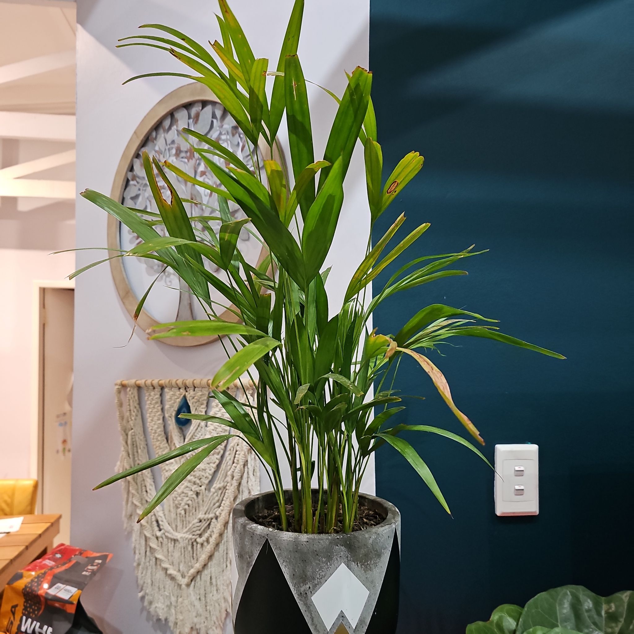 Photo of the plant species Bamboo Palm by @MotherMakole59 named Oscar on Greg, the plant care app