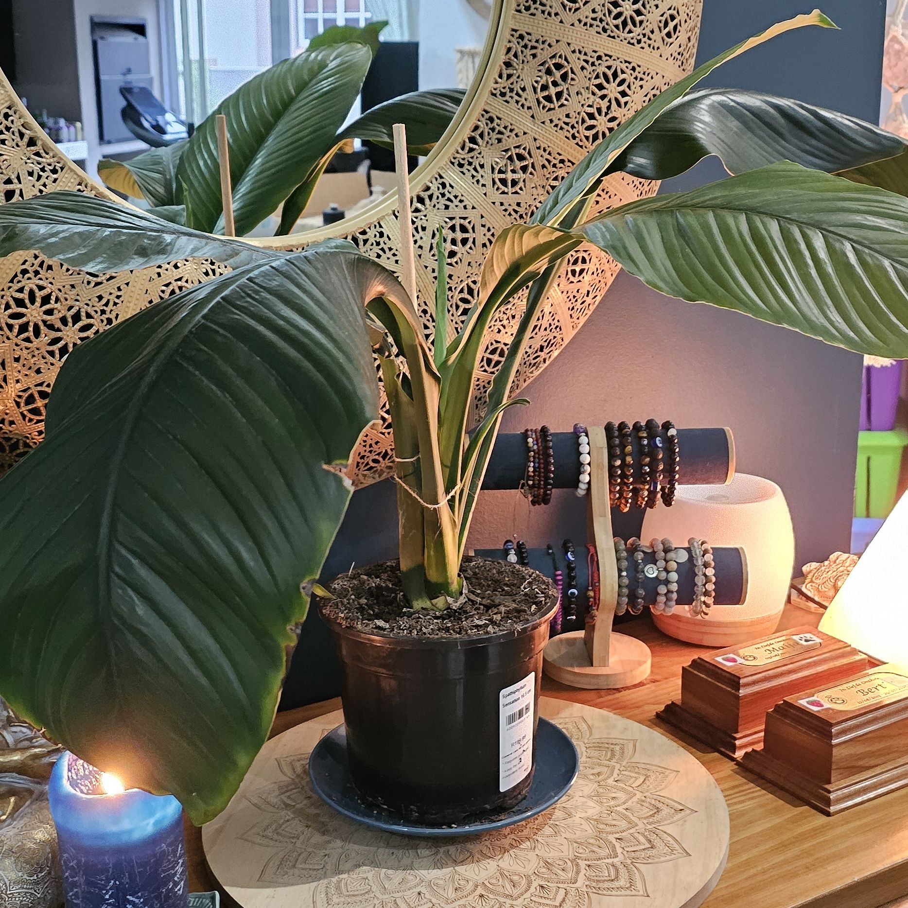 Photo of the plant species Sensation Peace Lily by @MotherMakole59 named Madonna on Greg, the plant care app