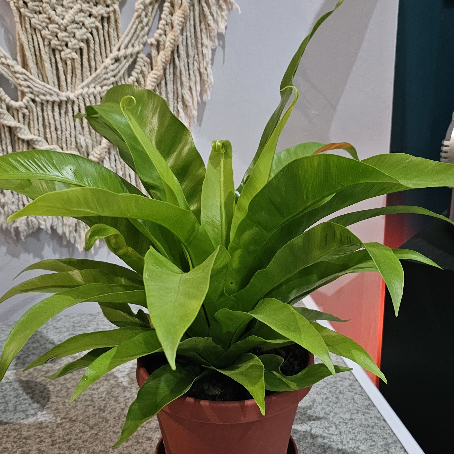 Photo of the plant species Japanese Bird's Nest Fern by @MotherMakole59 named Forrest on Greg, the plant care app