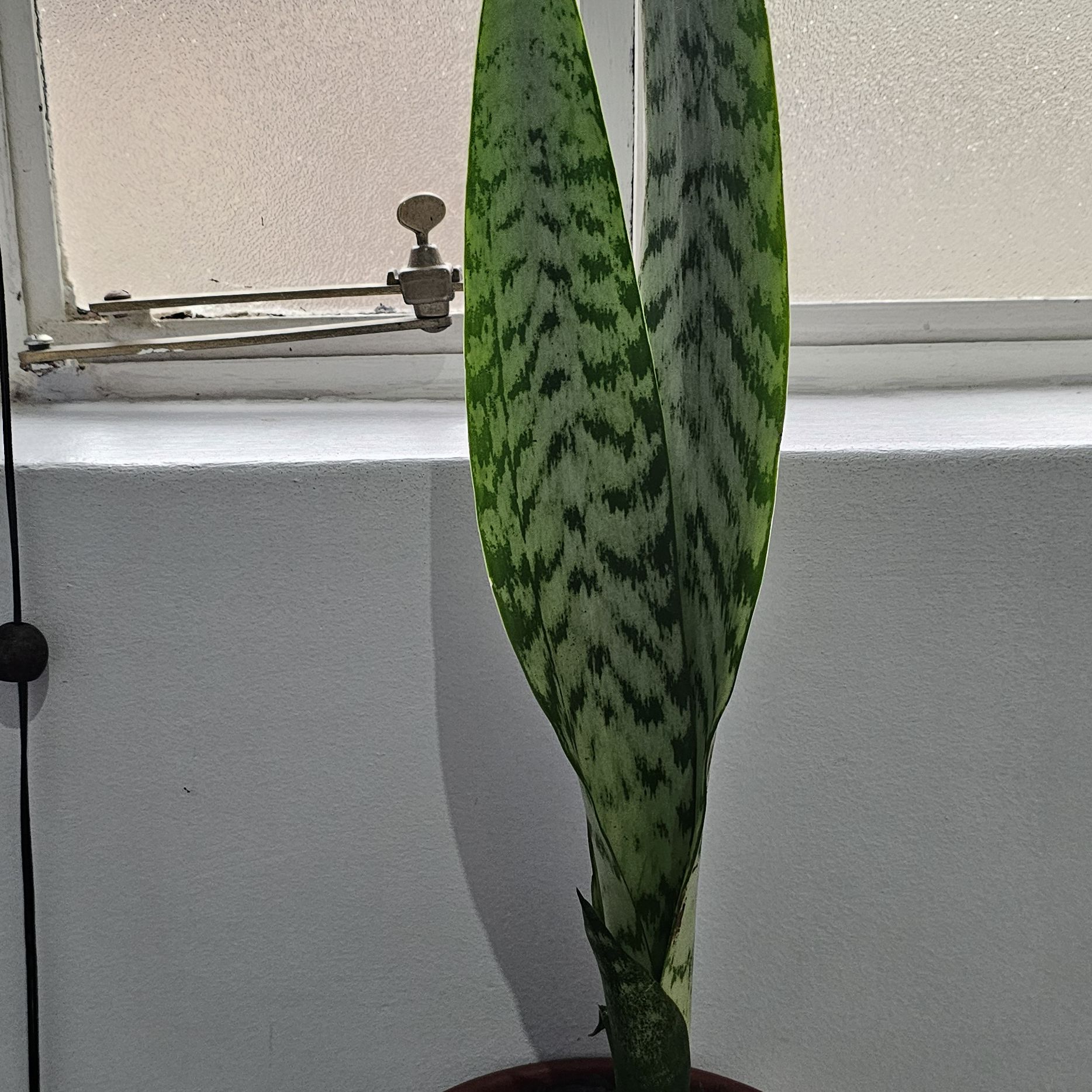 Photo of the plant species mother in law tongue by @MotherMakole59 named Gates on Greg, the plant care app