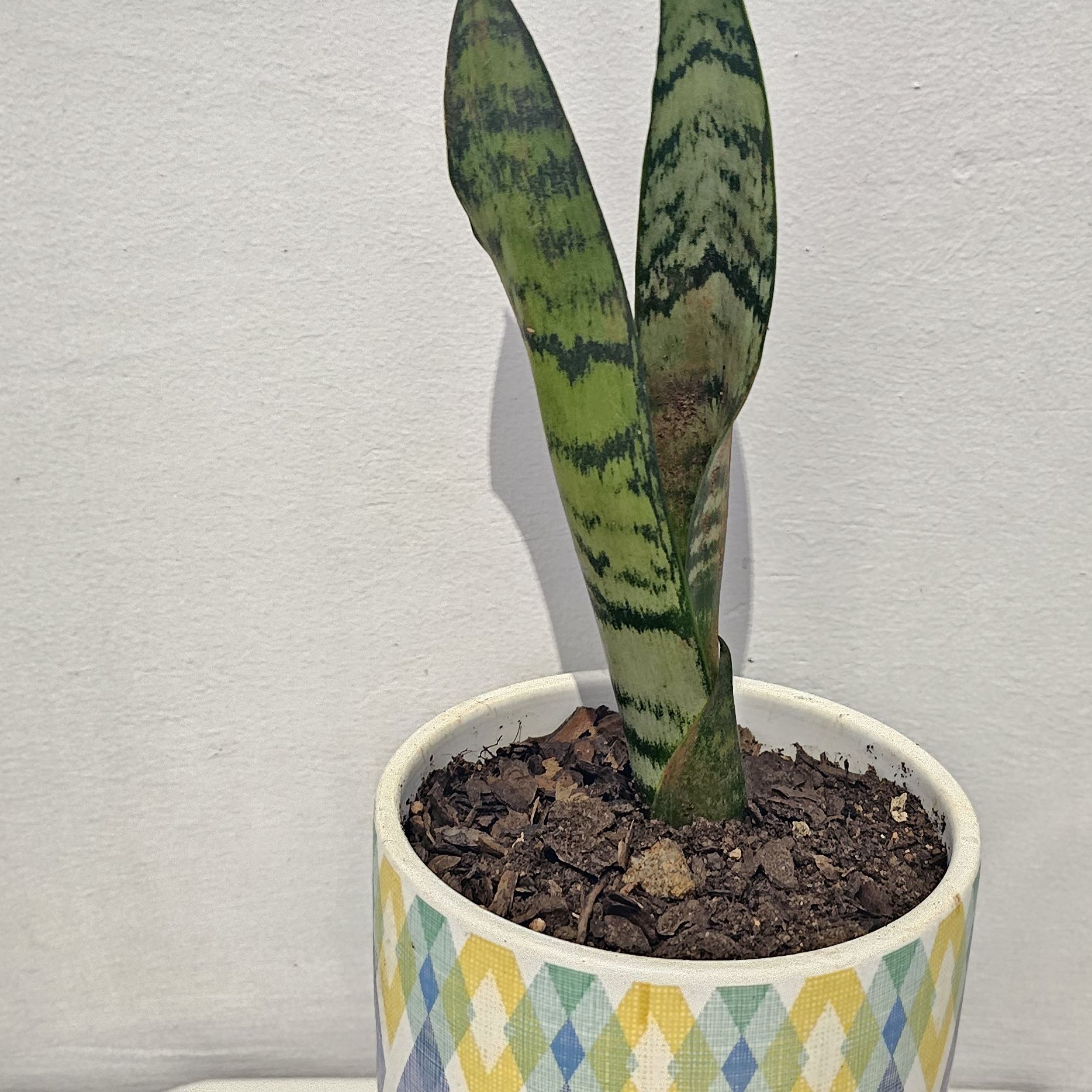 Photo of the plant species mother in law tongue by @MotherMakole59 named Marley on Greg, the plant care app