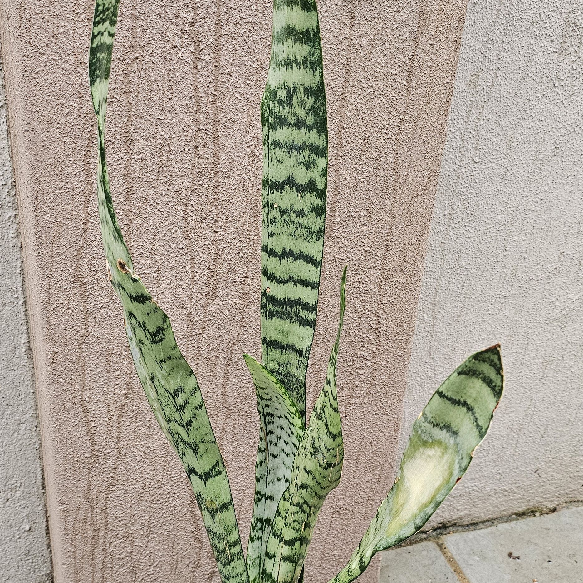 Photo of the plant species mother in law tongue by @MotherMakole59 named Winston on Greg, the plant care app