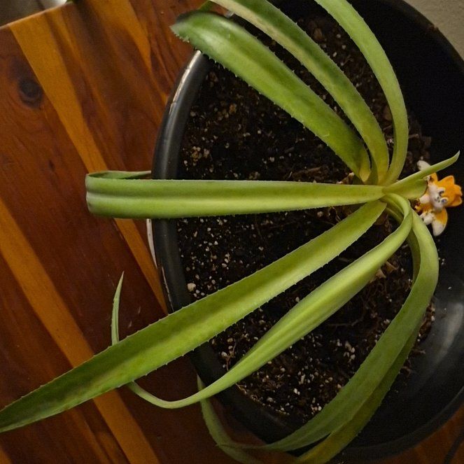 Photo of the plant species Mangave 'Freckles and Speckles' by @GemTanekaha42 named Mollie on Greg, the plant care app