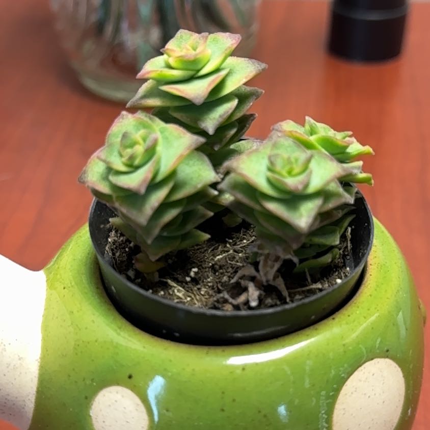 Photo of the plant species Variegated String of Buttons by @FireballFilbert named Sir Plancelot on Greg, the plant care app