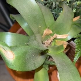 Photo of the plant species Guzmania by @SteadyRedfir58 named Robert Plant on Greg, the plant care app
