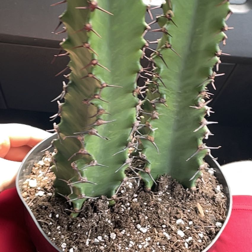 Photo of the plant species Chocolate Drop by @WinBogmyrtle48 named Asteroid destroyer and solar system destroyer on Greg, the plant care app
