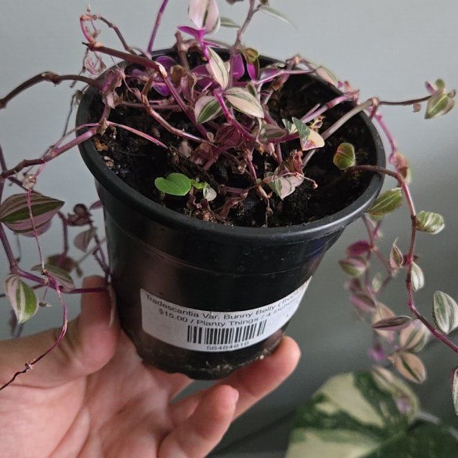 Photo of the plant species Baby Bunny Belly by @DeftJade77 named Fernie Saunders on Greg, the plant care app