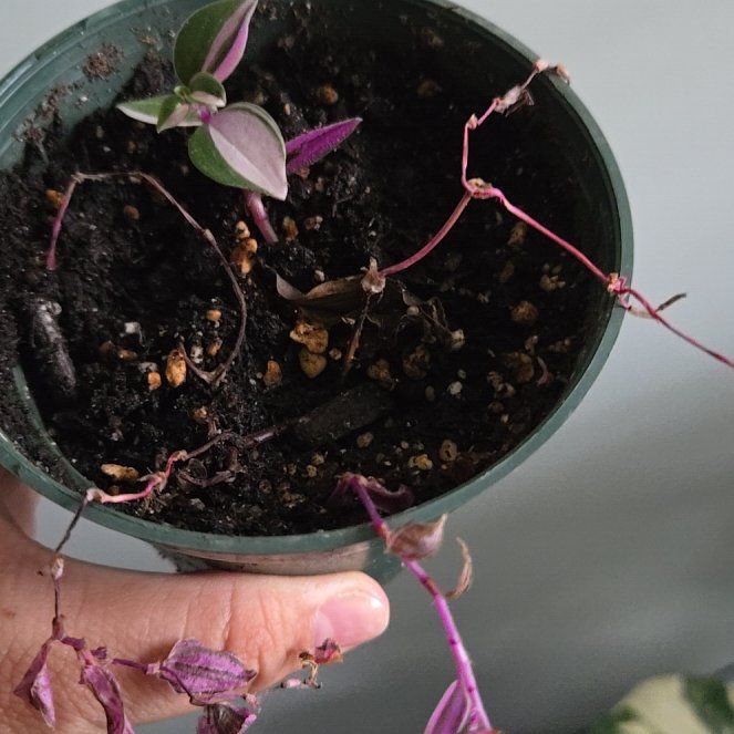 Photo of the plant species Baby Bunny Belly by @DeftJade77 named Elle on Greg, the plant care app