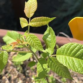 Photo of the plant species Black Walnut by @UnspoiltBeans46 named Denali on Greg, the plant care app