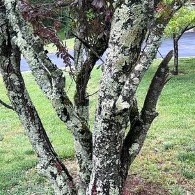 Photo of the plant species Judas Tree by @UnspoiltBeans46 named Dolores on Greg, the plant care app