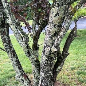 Photo of the plant species Judas Tree by @UnspoiltBeans46 named Tree Diddy on Greg, the plant care app
