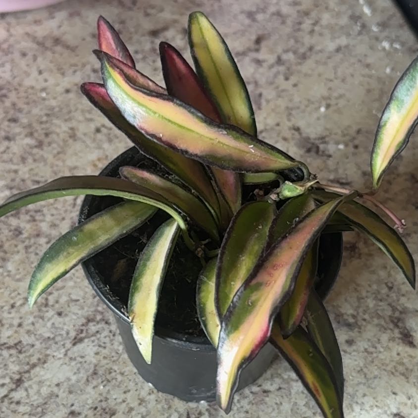 Photo of the plant species Stringbean Hoya by @CaringMastic69 named Robert Plant on Greg, the plant care app