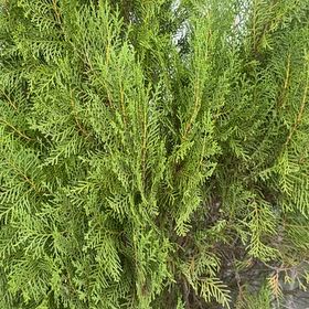 Photo of the plant species Oriental Arborvitae by @ToughRainbow11 named Girlfrond on Greg, the plant care app