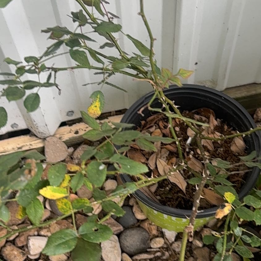 Photo of the plant species Common Honeylocust by @ToughRainbow11 named Morgan Treeman on Greg, the plant care app