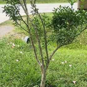 Photo of the plant species Texas Mountain Laurel by @ToughRainbow11 named Achilles on Greg, the plant care app