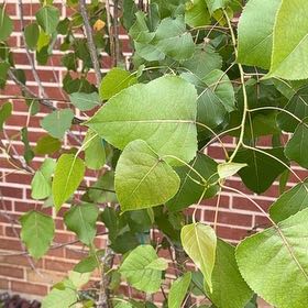 Photo of the plant species Common Cottonwood by @YoungWorm99 named Elina on Greg, the plant care app