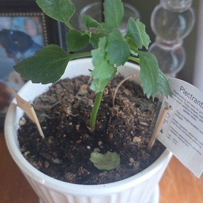 Photo of the plant species Mona Lavender by @CailleachLunasa named Sanders on Greg, the plant care app