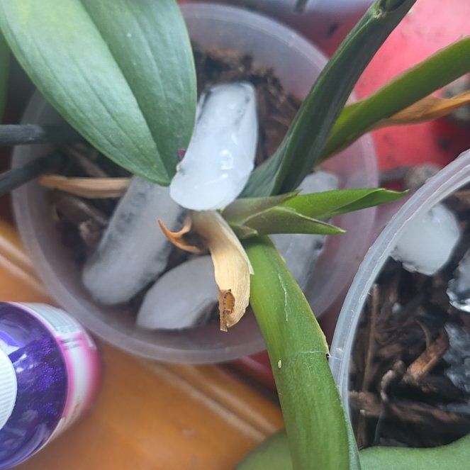 Photo of the plant species Dancing-Lady Orchid by @CailleachLunasa named Gates on Greg, the plant care app