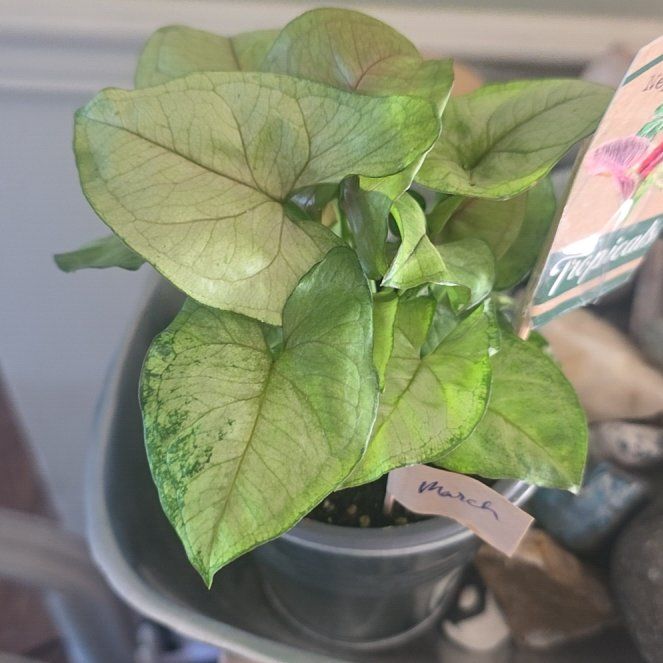 Photo of the plant species Pink Allusion by @CailleachLunasa named ChloroPhil on Greg, the plant care app