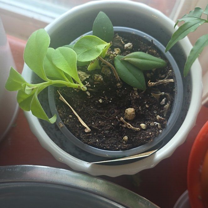 Photo of the plant species Lipstick Plant by @CailleachLunasa named Sproutacus on Greg, the plant care app