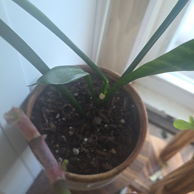 Photo of the plant species Sansevieria Robusta by @CailleachLunasa named Girlfrond on Greg, the plant care app