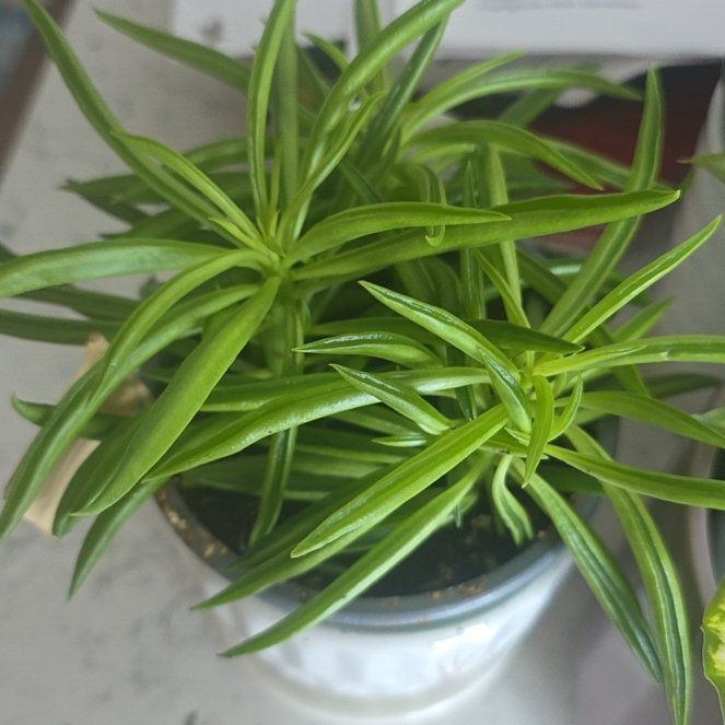 Photo of the plant species Happy Bean Peperomia by @CailleachLunasa named Bean on Greg, the plant care app