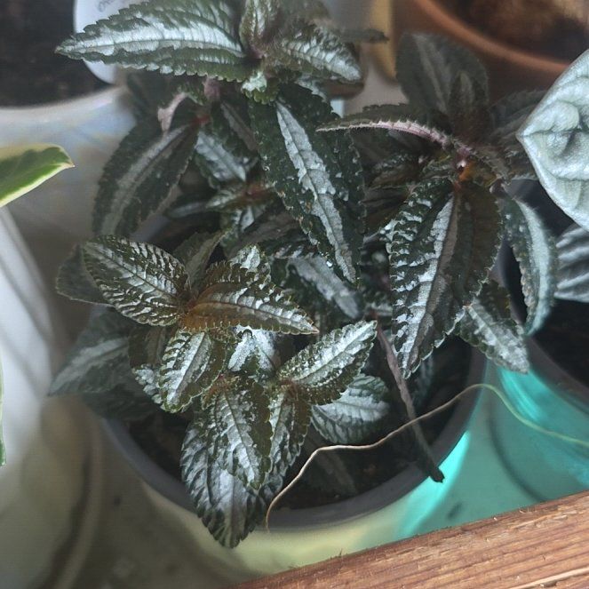 Photo of the plant species Silver Tree by @CailleachLunasa named Sliver on Greg, the plant care app