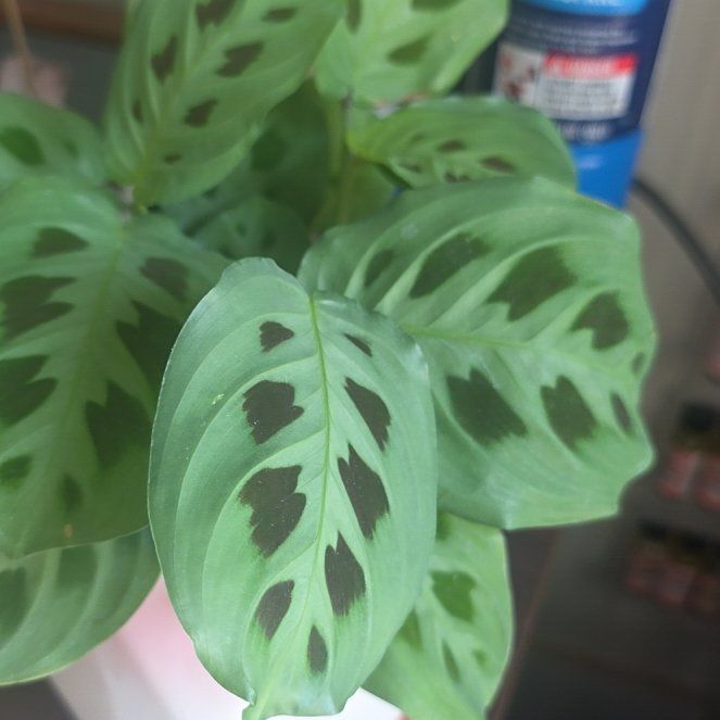 Photo of the plant species Prayer Plant 'Kim' by @CailleachLunasa named Elina on Greg, the plant care app
