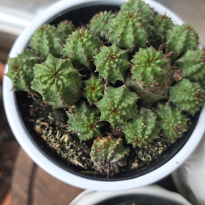 Photo of the plant species Euphorbia submammillaris by @CailleachLunasa named Bumps on Greg, the plant care app