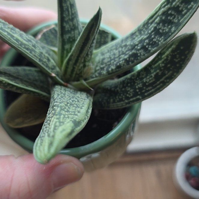 Photo of the plant species Gasteria 'Little Warty' by @CailleachLunasa named Drake on Greg, the plant care app