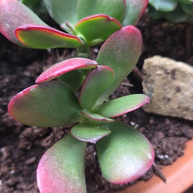 Photo of the plant species Golden Jade by @CailleachLunasa named Delilah on Greg, the plant care app
