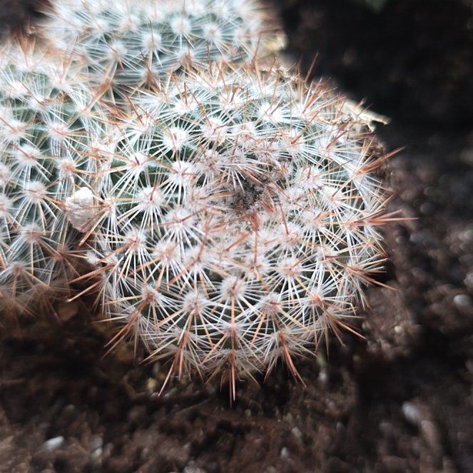 Photo of the plant species Cinnamon Cactus by @CailleachLunasa named Einstein on Greg, the plant care app