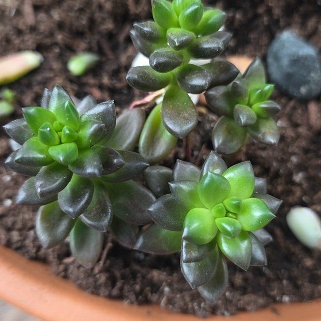 Photo of the plant species Jet Beads by @CailleachLunasa named Baesil on Greg, the plant care app
