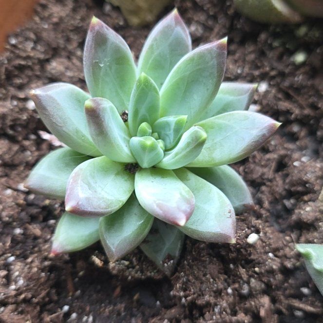 Photo of the plant species Pachyveria Little Jewel by @CailleachLunasa named Jewel on Greg, the plant care app