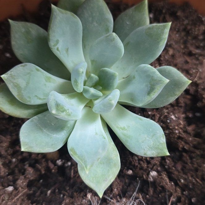 Photo of the plant species Pachyphytum 'Aquamarine' by @CailleachLunasa named Elle on Greg, the plant care app