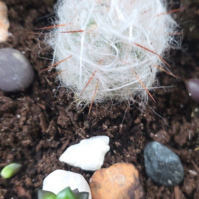 Photo of the plant species Old Man of the Mountains by @CailleachLunasa named Austen on Greg, the plant care app