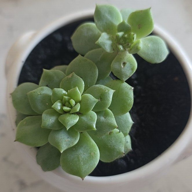 Photo of the plant species Echeveria 'Dondo' by @CailleachLunasa named Terra on Greg, the plant care app